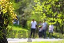 大象传媒一品精-探索大象传媒一品精的独特魅力与价值