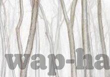 快猫成人版短视频苹果-快猫成人版短视频，苹果设备上的娱乐新选择
