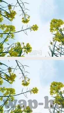 麻豆视频入口在线观看-麻豆视频，探寻网络视频文化的多样性边际